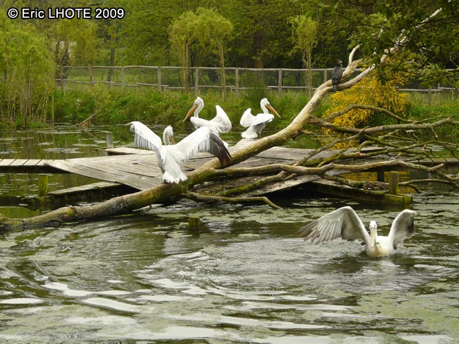 PÃ©licans