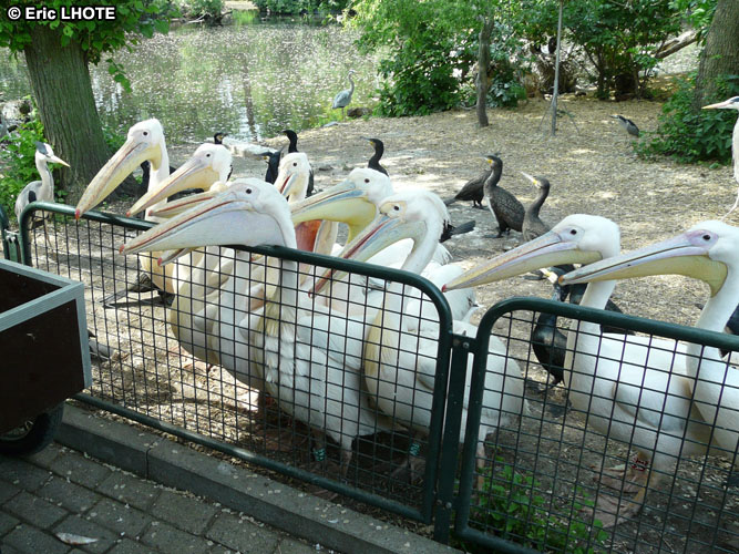 PÃ©licans