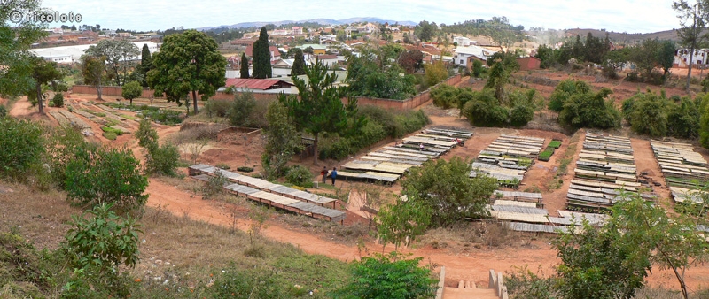 PÃ©piniÃ¨re malgache
