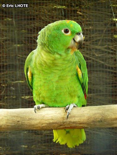 Perroquet amazone