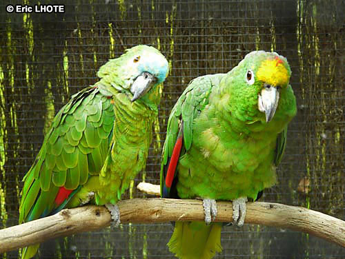 Perroquet amazone