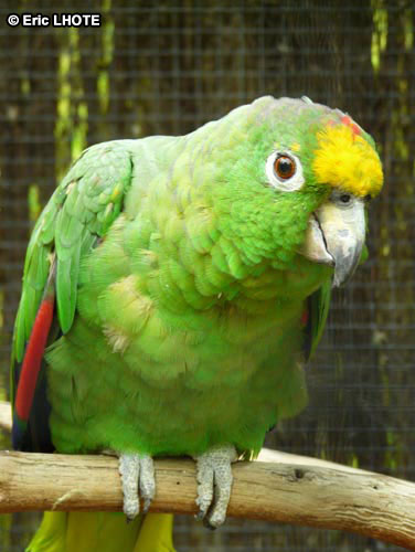 Perroquet amazone