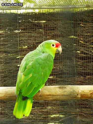 Perroquet amazone