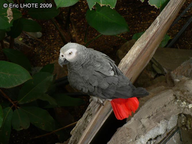 Perroquet gris du Gabon