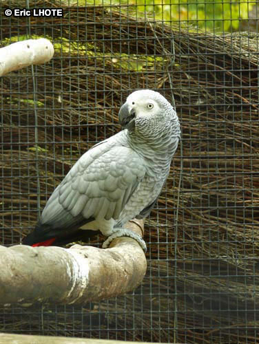 Perroquet gris du Gabon