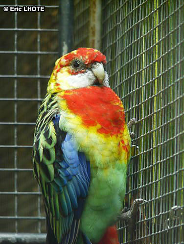 Perruche omnicolor