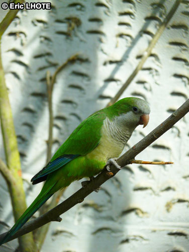 Perruche souris