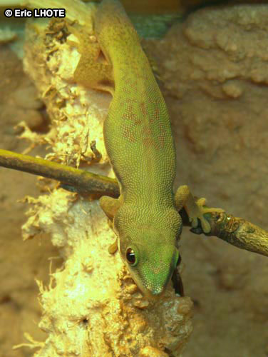 Phelsuma laticauda