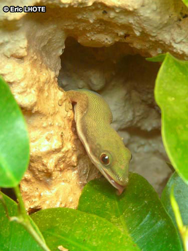 Phelsuma laticauda