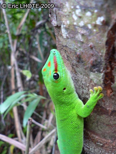 Phelsuma madagascariensis grandis