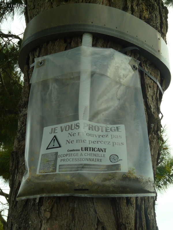 PiÃ¨ge Ã  chenilles processionnaires
