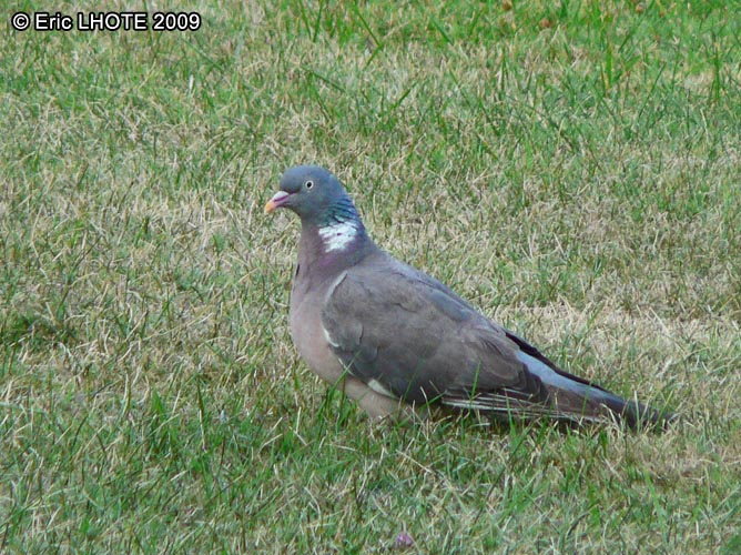 Pigeon