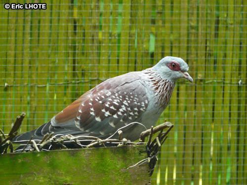 Pigeon roussard
