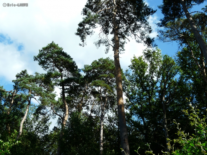 PinÃ¨de