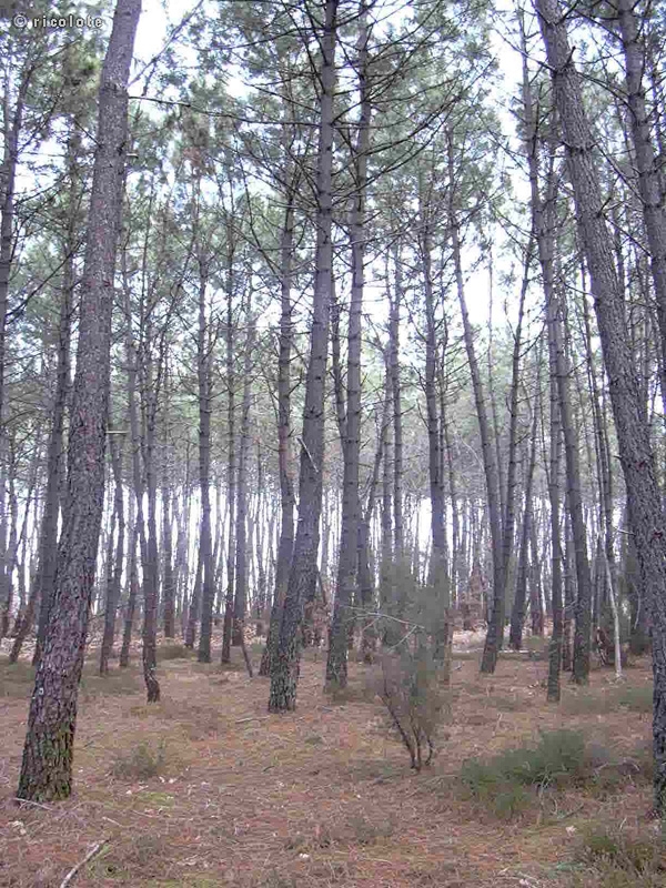 PinÃ¨de