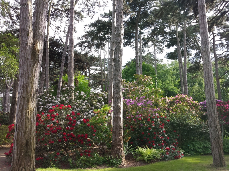 PinÃ¨de aux rhododendrons Ã  Vincennes
