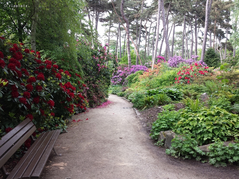 PinÃ¨de aux rhododendrons Ã  Vincennes
