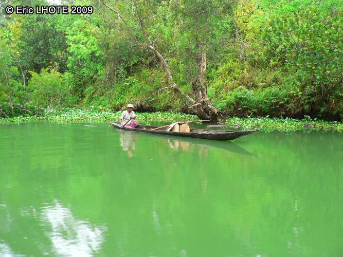 Pirogue