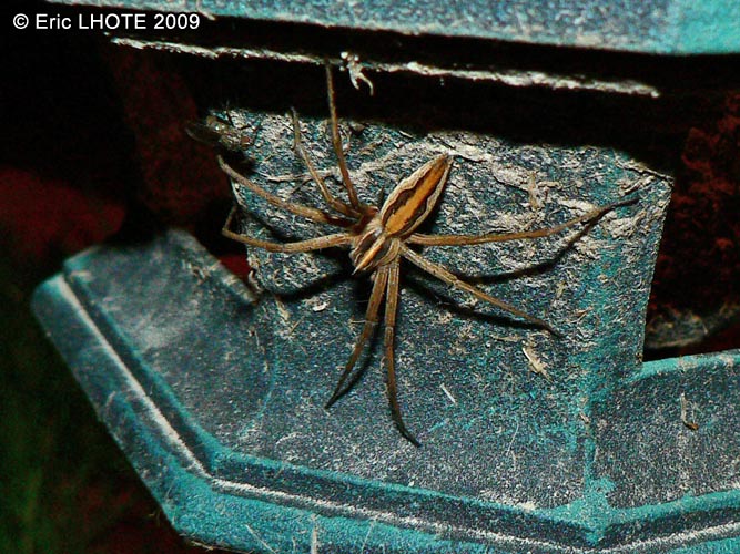 Pisaura mirabilis