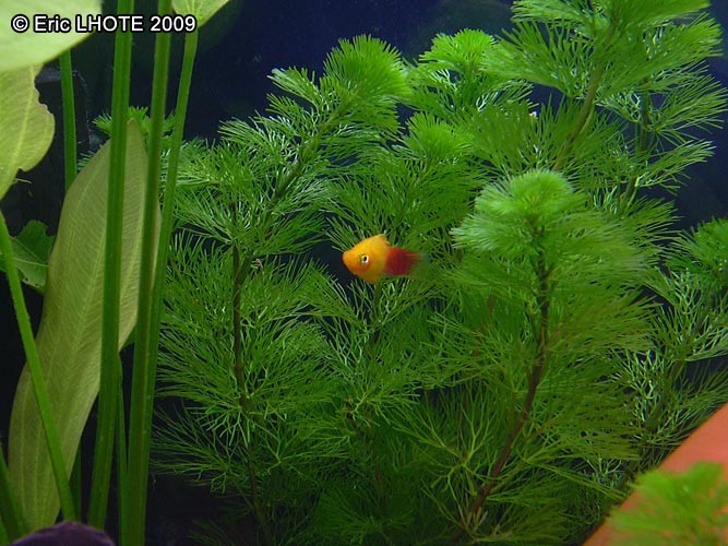 Platy