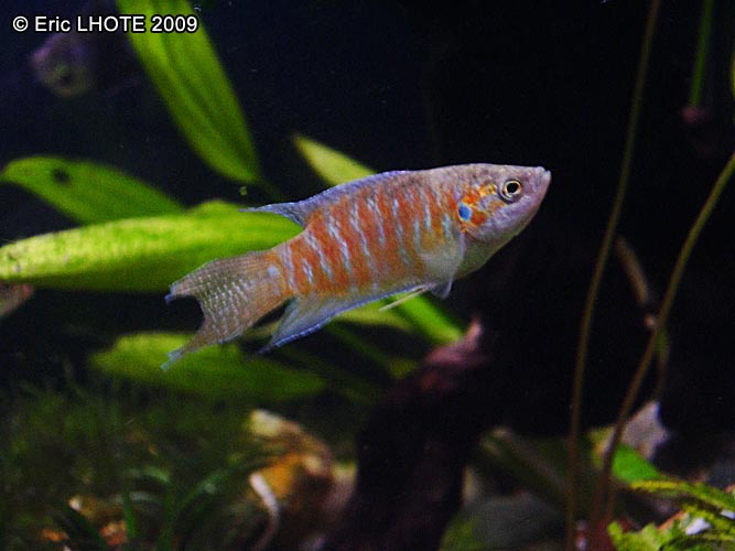 Poisson de paradis