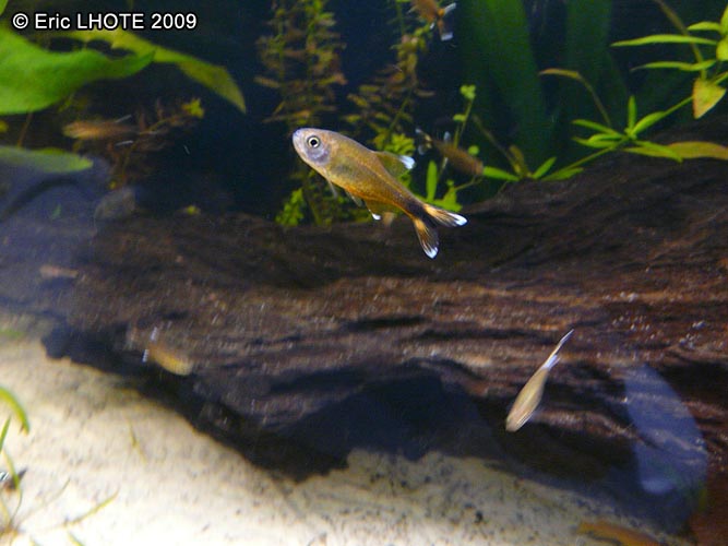 Poisson feux de position