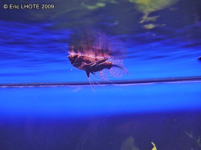 Poisson papillon
