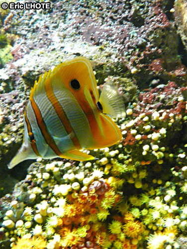 Poisson papillon ChÃ©todon demi bec