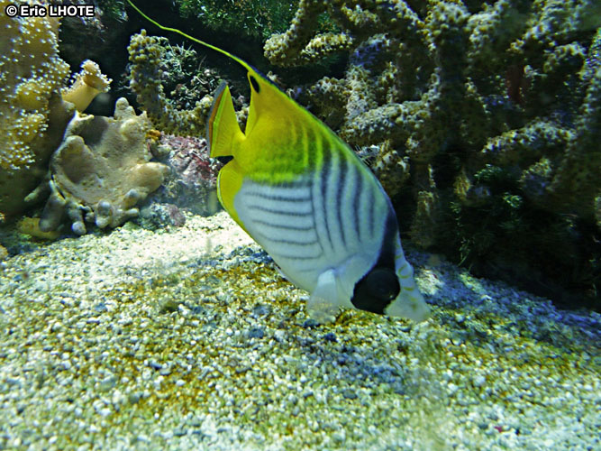 Poisson papillon jaune