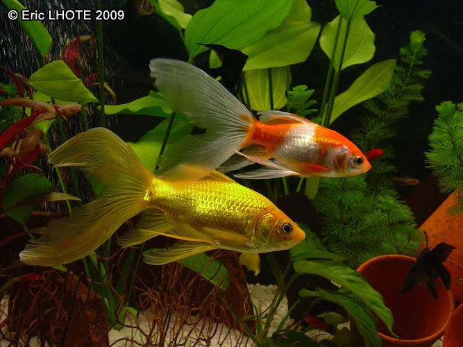 Poisson rouge queue de comÃ¨te