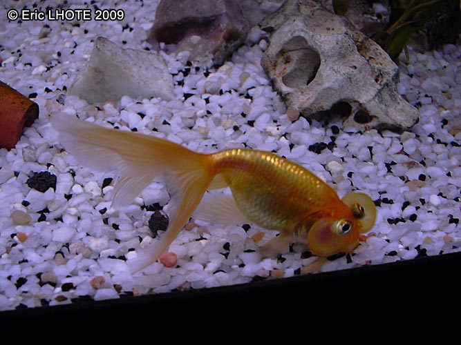 Poisson rouge uranoscope