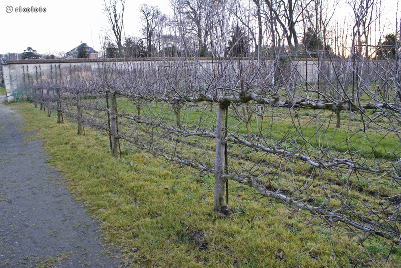 Pommiers palissÃ©s
