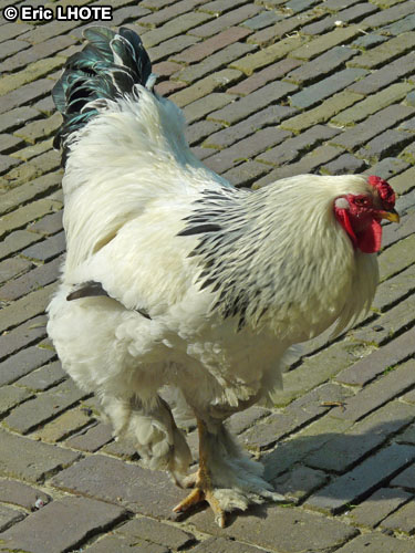Poule