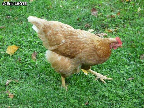 Poule