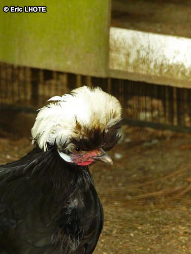 Poule