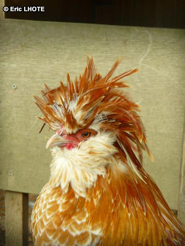 Poule
