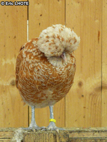 Poule Padoue