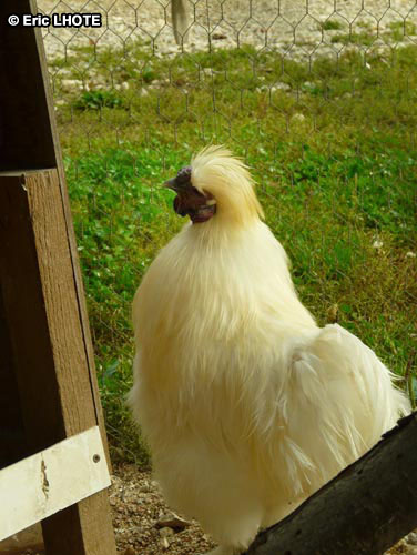 Poule nÃ¨gre-soie