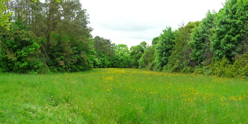 Prairie en lisiÃ¨re de bois