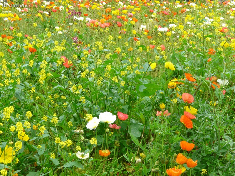Prairie fleurie