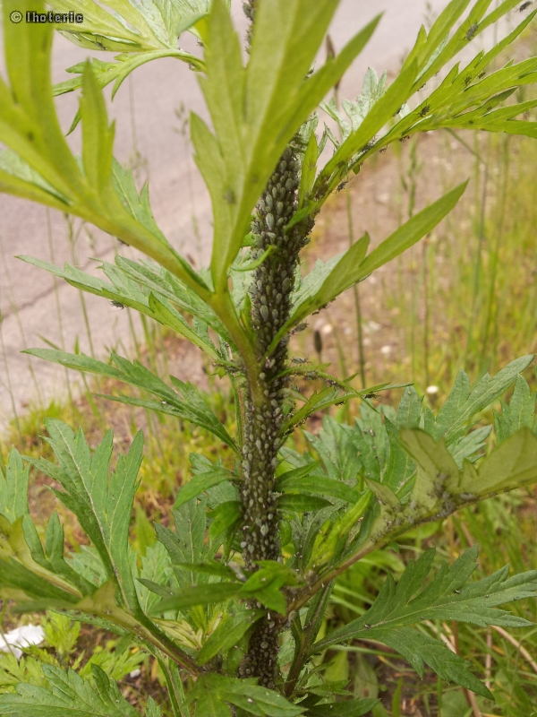 Pucerons verts