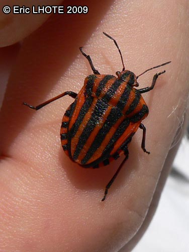 Punaise arlequin