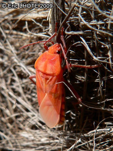Pyrrhocoridae jeune