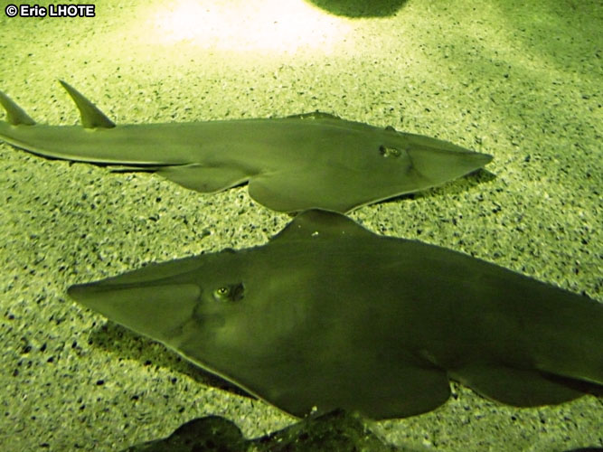 Requin Ã  ailes d'ange