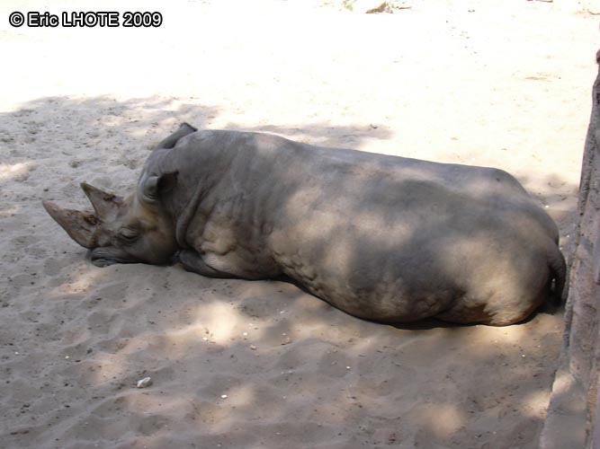 RhinocÃ©ros