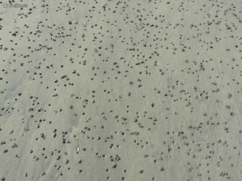 Sable + trous de vers de sable