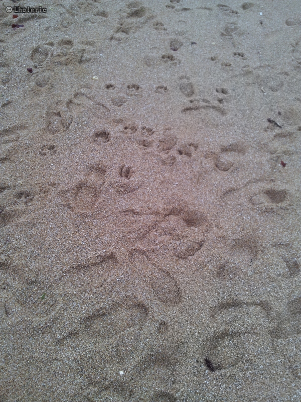 Sable