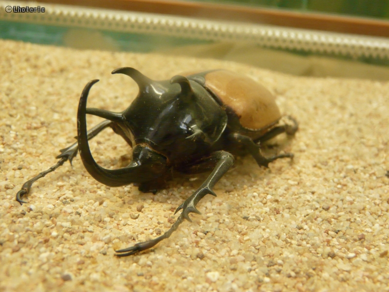 ScarabÃ©e rhinocÃ©ros