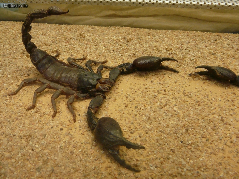 Scorpion
