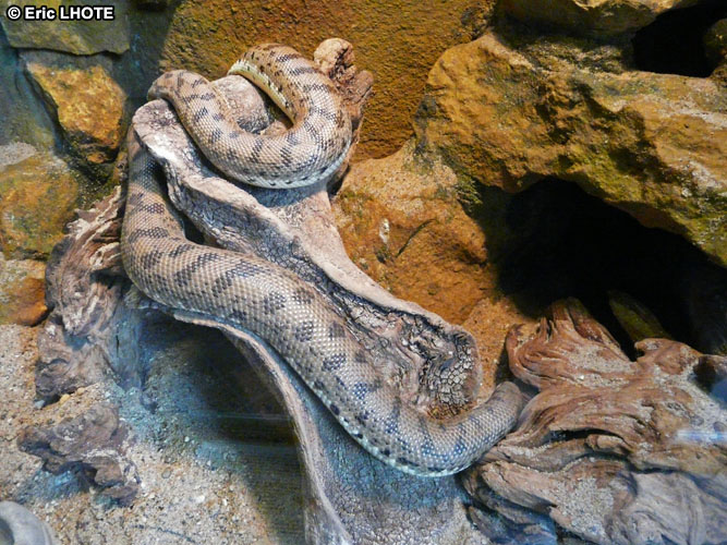 Serpent